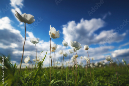 Macro landscape with white flowers and sky with clouds