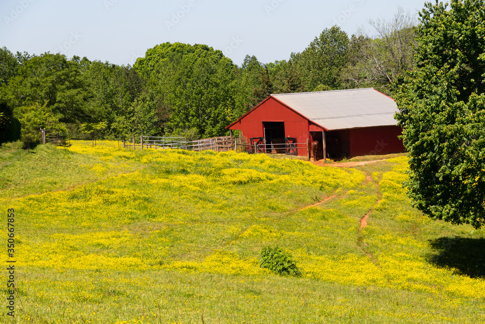 Red barn in the countryside with yellow flowers in the pasture. Red barn in the countryside with yellow flowers in the pasture.