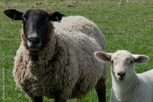 Close-up sheep and lamb in the green countryside