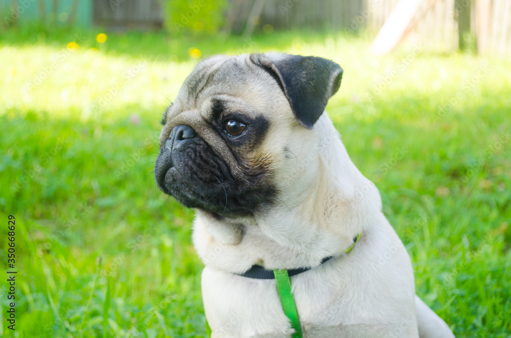 pug sitting in a field, in profile muzzle bright day