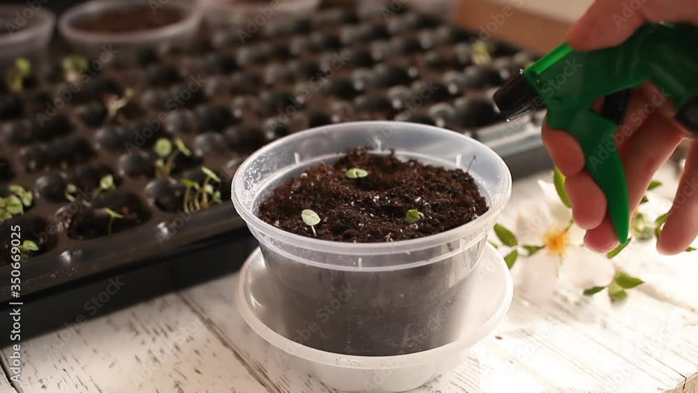 Female hand spraying water into the soil in a transparent pot with green basil seedlings on a white wooden table Female hand spraying water into the soil in a transparent pot with green basil seedlings on a white wooden table