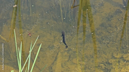Männlicher Kammmolch (Triturus cristatus) beim Luftholen im Teich