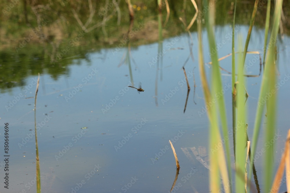 Fototapeta premium Männliche Glänzende Smaragdlibelle (Somatochlora metallica) im Flug