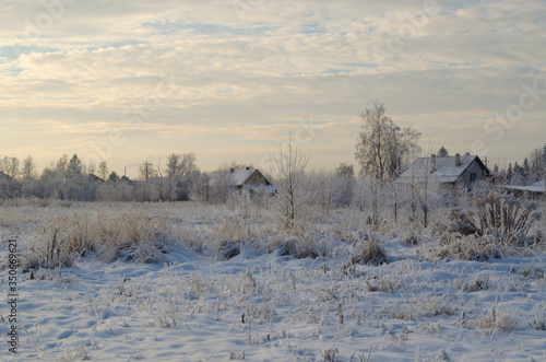 Wallpaper Mural Winter landscape with snow-covered trees on a frosty morning Torontodigital.ca