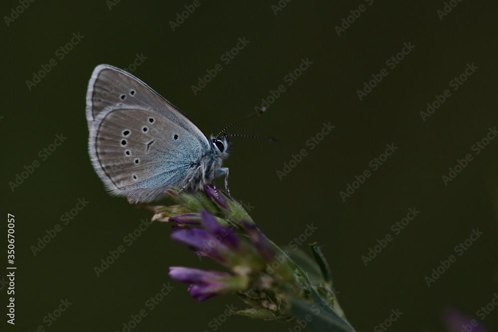Obraz premium papillon et sa fleur