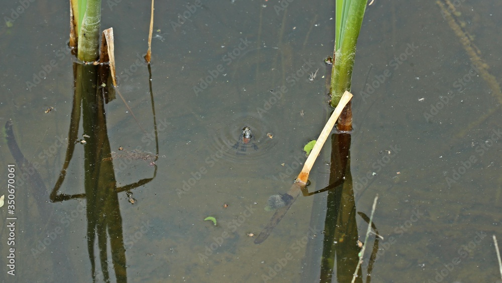 Männlicher Kammmolch (Triturus cristatus) beim Luftholen im Teich Stock