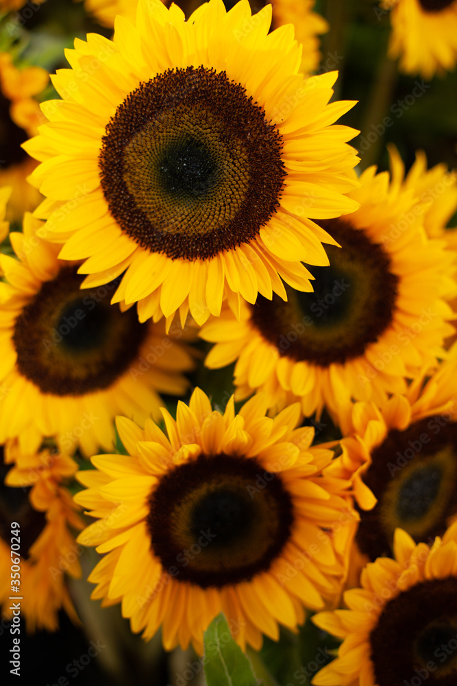 Fototapeta premium Sunflowers detail 2
