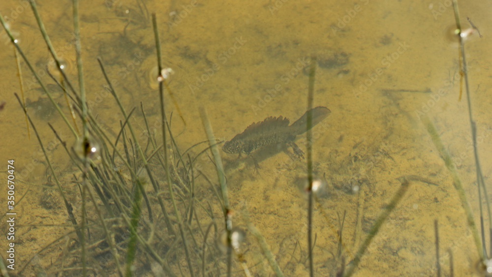 Männlicher Kammmolch (Triturus cristatus) im Teich Stock Photo Adobe