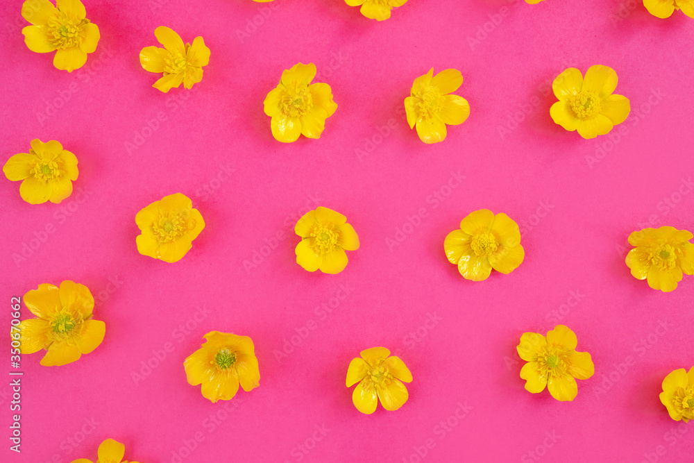 Yellow buttercups on a pink background. Vivid image, copy space. The concept of spring, summer, flowering, holiday. Image for banner, postcards. Yellow buttercups on a pink background. Vivid image, copy space. The concept of spring, summer, flowering, holiday. Image for banner, postcards.