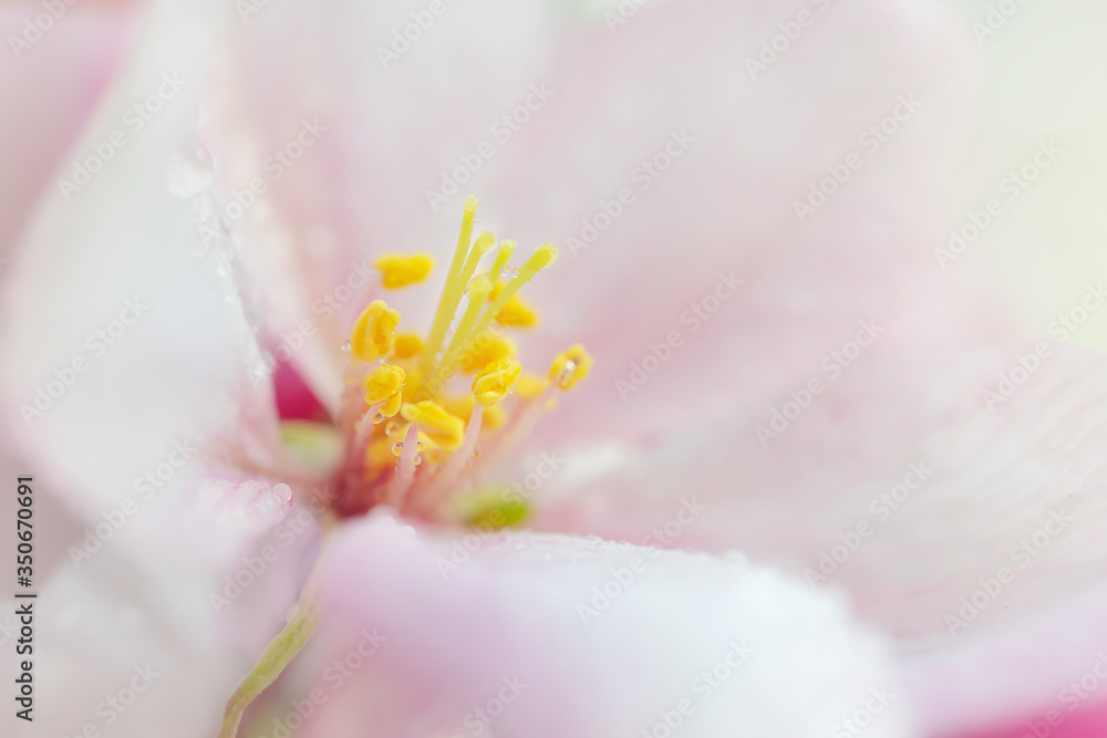 Obraz premium White-pink apple tree flower close-up, detailed macro photo. The concept of spring, summer, flowering, holiday. Image for banner, postcards.
