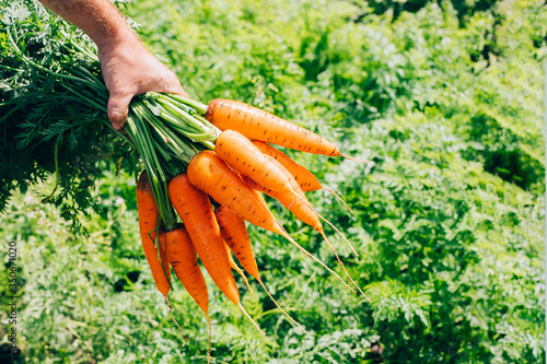 Fresh carrots in hand. Summer harvest. Gardening, growing vegetables in the garden