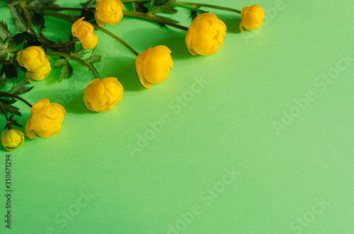 yellow flowers of Trollius europaeu on a green background. Sunny, bright shadows. Holiday concept, greeting card, background. Copy space. photo