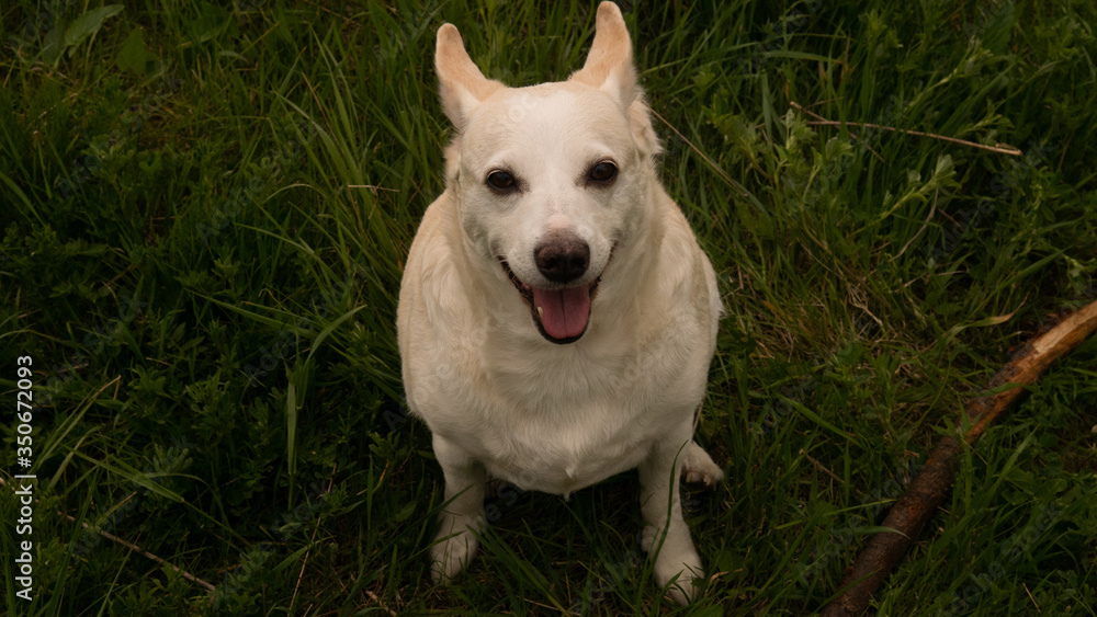 White and beige dog in a clearing. Free entry space.