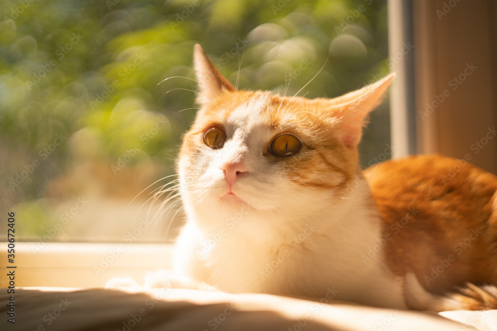 a cute ginger cat with red eyes sits on a windowsill. outside a sunny summer day a cute ginger cat with red eyes sits on a windowsill. outside a sunny summer day