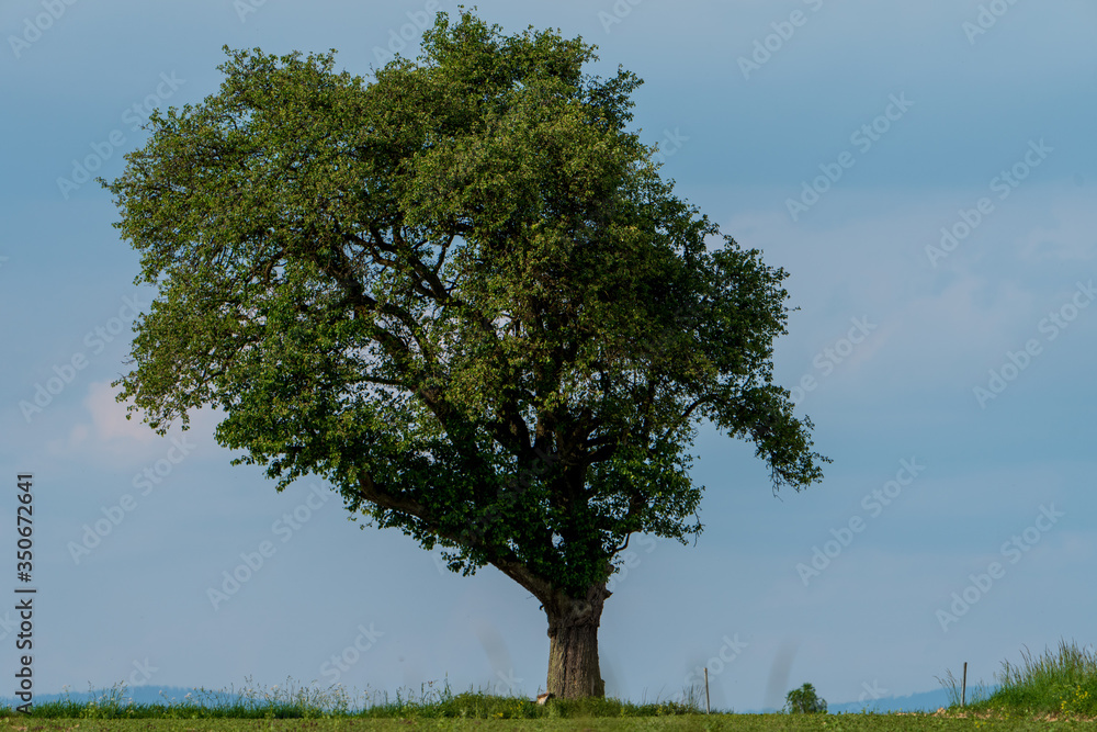 Obraz premium Baum auf Wiese