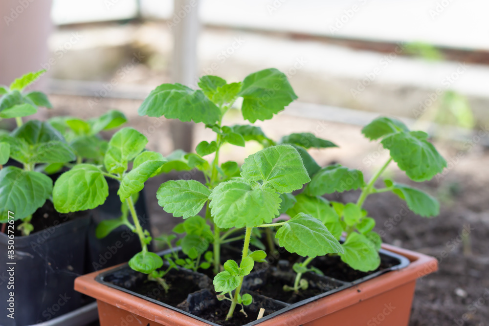 Seedlings in plastic pots. Green sprout, seedling, seedlings for the garden. Agriculture or garden concept. Seedlings in plastic pots. Green sprout, seedling, seedlings for the garden. Agriculture or garden concept.