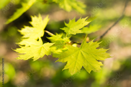Young green maple leaves on a branch. Beautiful background, bokeh. Forest landscape, solitude, tranquility