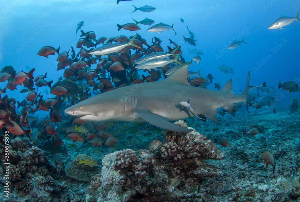 Lemon shark Lemon shark