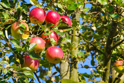 Ripe red apples on apple tree branches 