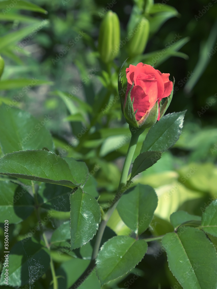 Little rose flower with pink petals. Home flowers. Little rose flower with pink petals. Home flowers.