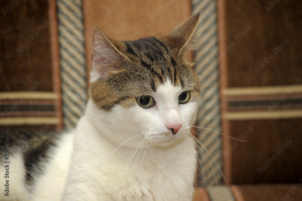 white with brown  cat