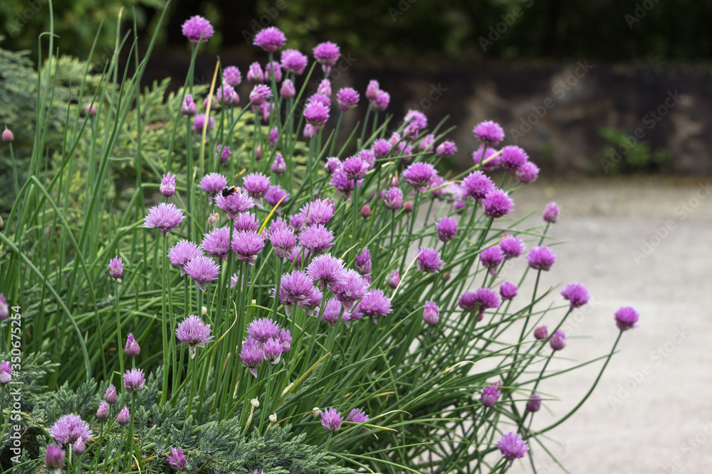 Fototapeta premium Allium schoenoprasum - bulbous ornamental plant with pink flowers, a plant for decorating urban flower beds
