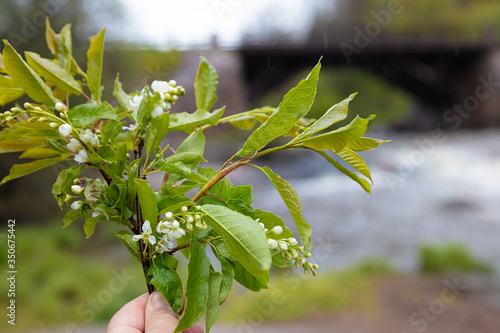 Bouquet of bird cherry in hand on a blurred background of the landscape of the river.
