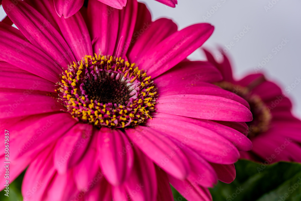 close up of pink gerber daisy close up of pink gerber daisy