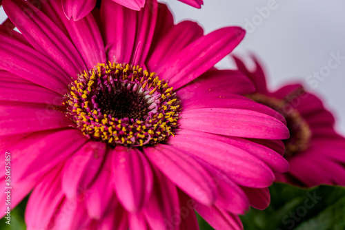 close up of pink gerber daisy