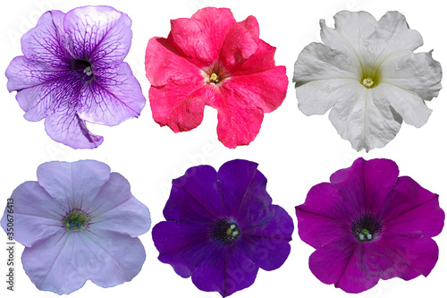 Fotografie Multicolored petunia flowers on a transparent background
