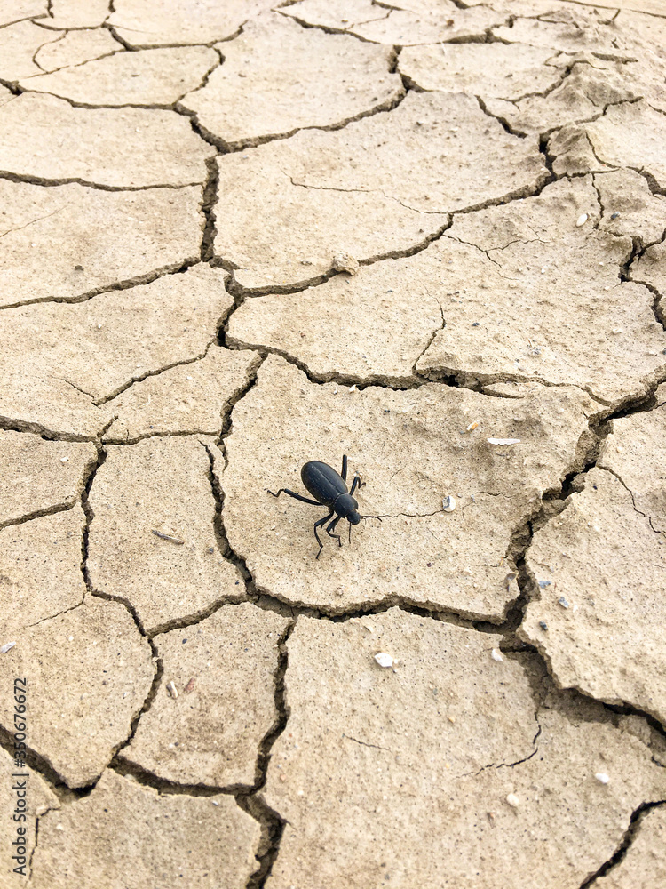 Obraz premium Beetle in the Desert