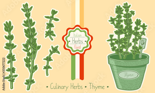 Medicine and culinary herb Thyme, hand-draw sketch illustration