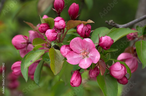 Blooming Pink Crab Apple Trees in the Spring Garden.