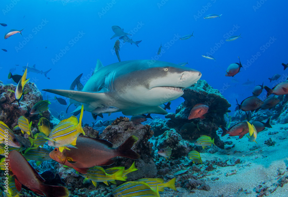 Fototapeta premium Lemon shark