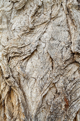 Old Weathered Tree Bark Texture