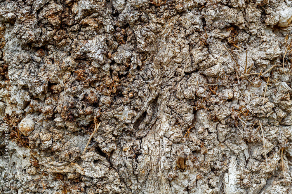 Old Weathered Tree Bark Texture Old Weathered Tree Bark Texture