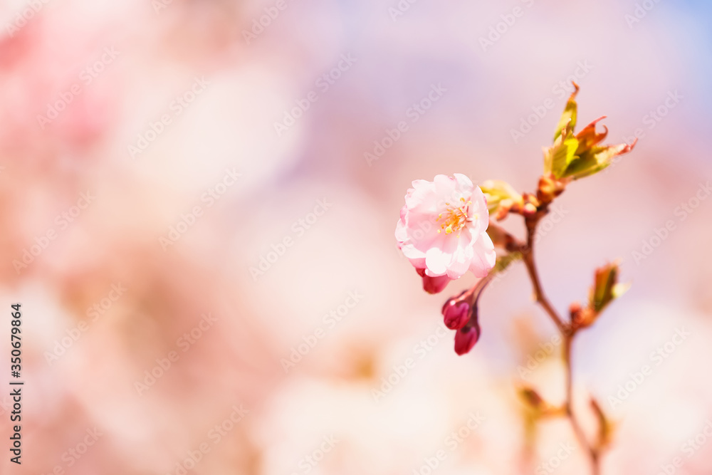 Pink Cherry blossom branch in bloom at pink background. Spring concept Pink Cherry blossom branch in bloom at pink background. Spring concept