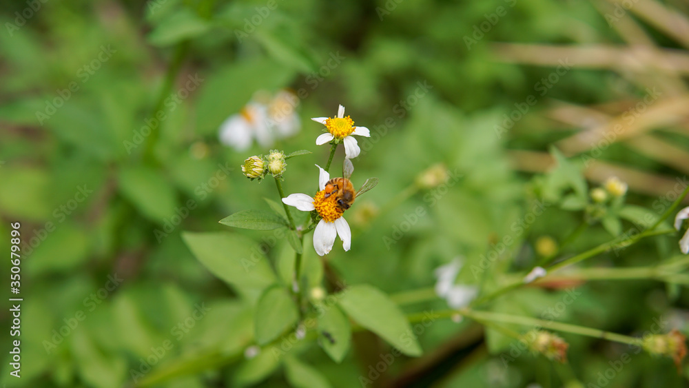 Honey bees pollinating on flower in the garden. Honey bees pollinating on flower in the garden.