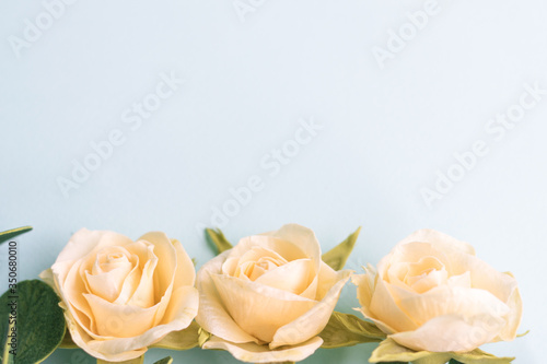 Cream yellow spray roses on a blue background  copy space. Gentle flat lay. Top view with space for your text. For cards  announcements and wedding invitations