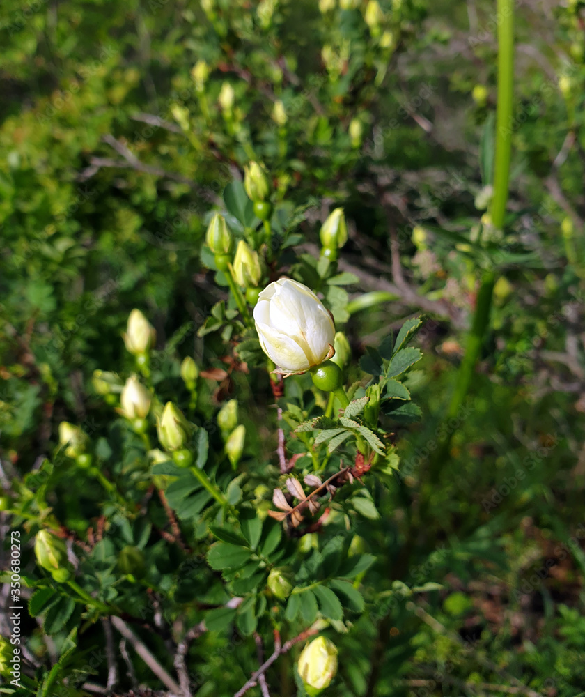 Wild briar grows on the mountain Wild briar grows on the mountain