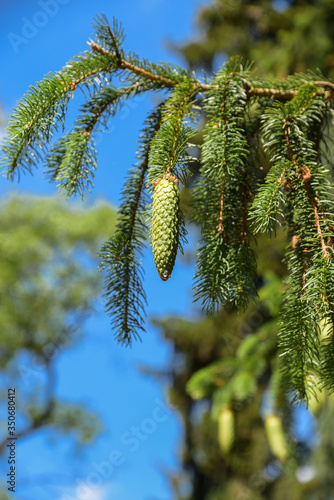 a fir cone hangs on a branch against the blue sky