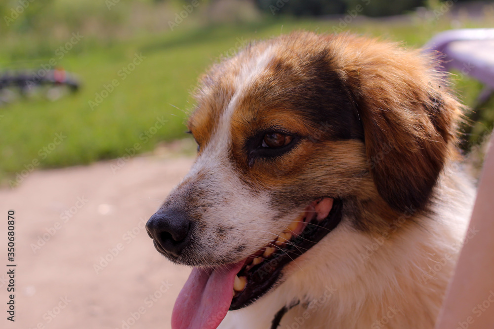 portrait of a dog portrait of a dog