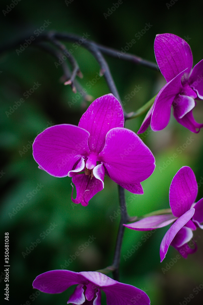 Obraz premium A beautiful orchid in the botanical garden!