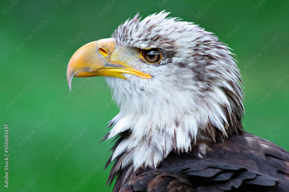 Fototapeta premium american bald eagle
