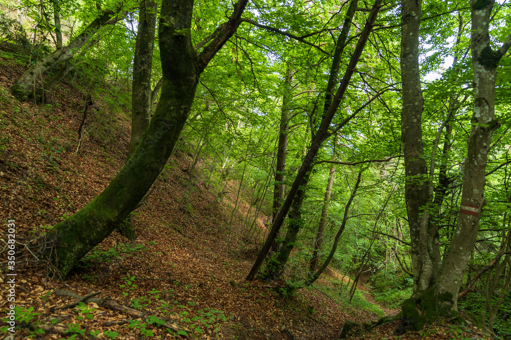 Fototapeta premium The municipality of Appiano in South Tyrol in northern Italy.