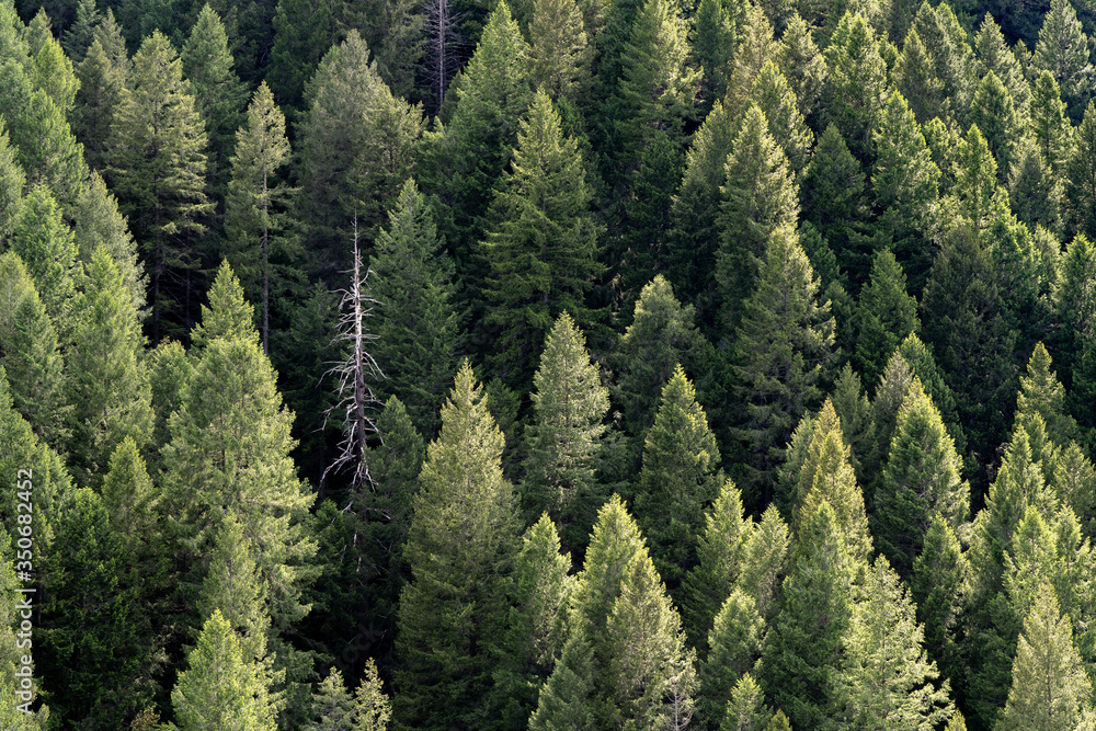 Trees in the Spring in the forest