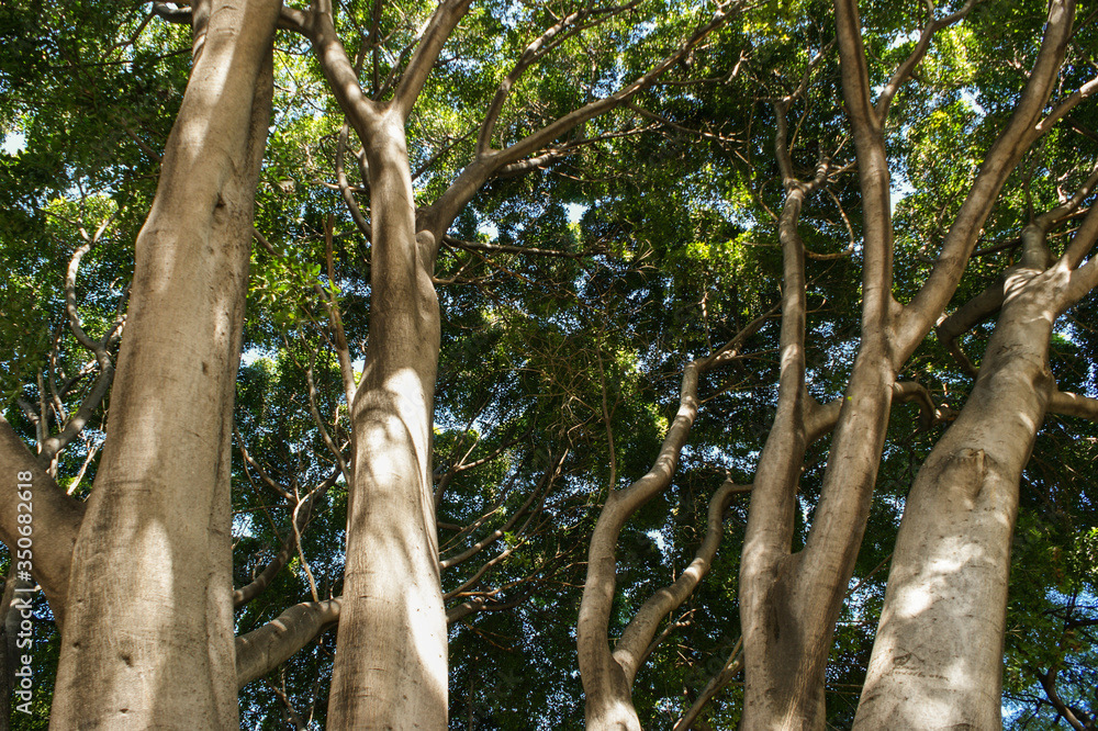 Fototapeta premium SONY DSC