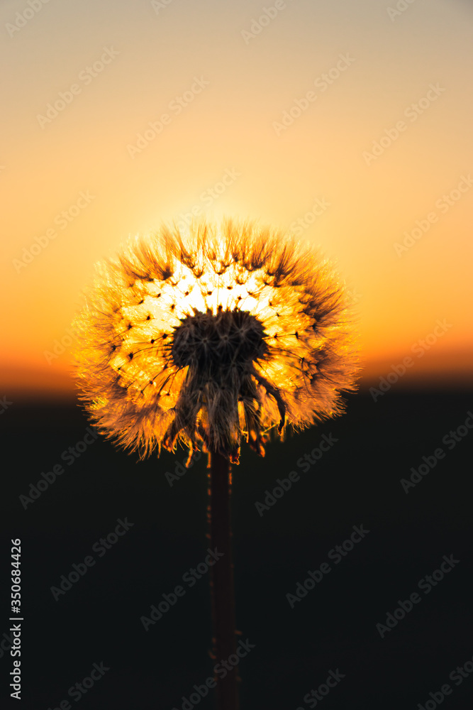 dandelion against sunset