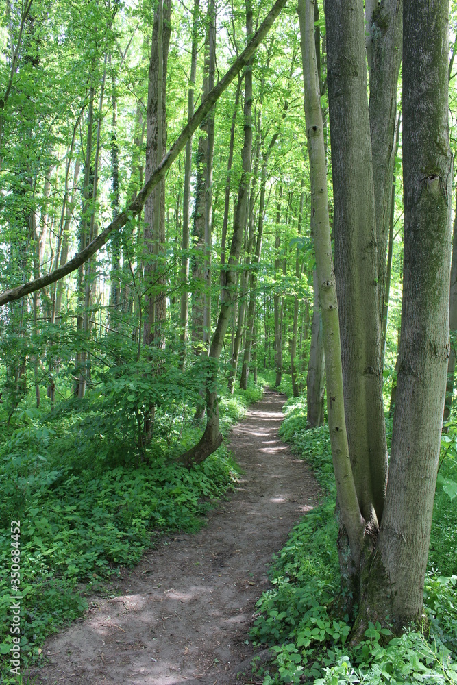 Fototapeta premium Waldweg