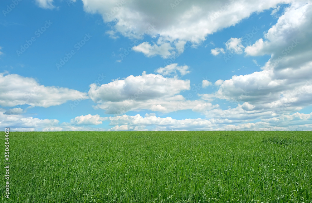 summer rustic nature background with green grass field and blue sky. summer rustic nature background with green grass field and blue sky.